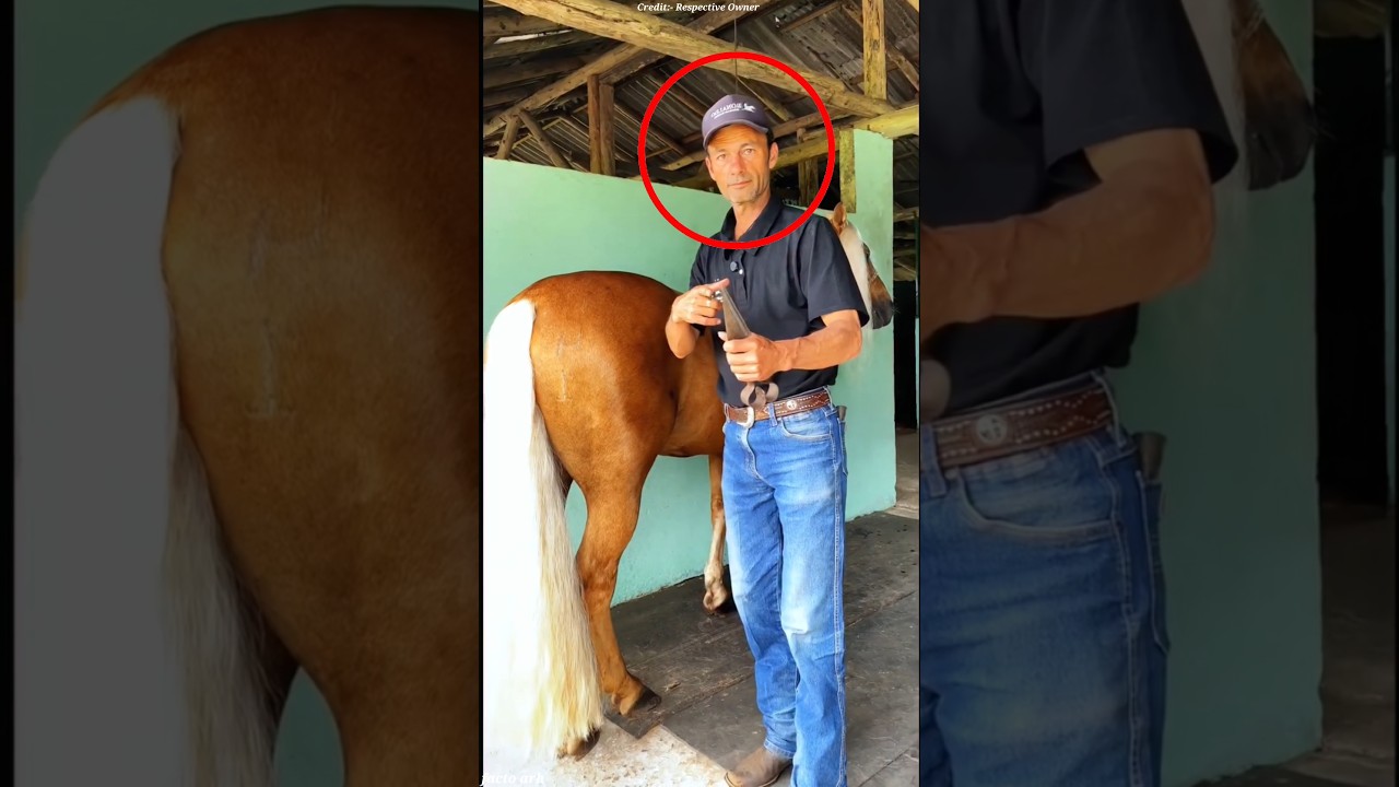 After 2 months, he finally saw his horse… and couldn’t believe his eyes! 😲✂️ 