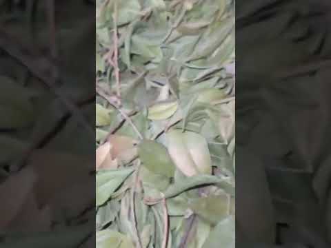 فوائد الريحان