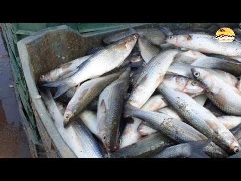 حقيقة الأسماك النافقة فى أسواق دمياط والاسكندرية والبحيرة