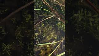 Natures marvel of life, my pond teams with hundreds of tadpoles - Nature in a Permaculture Garden 4