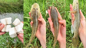 Câu Cá Bóng Cát Bằng Phao Mút Ở Quê Út | Út Miền Tây