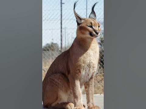 Uncovered Traits of Caracals | Astonishing Facts About Caracals!(2