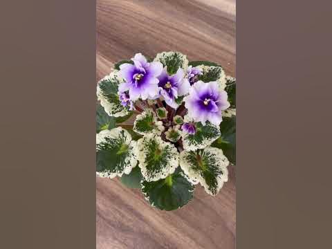 Фиалка Р-Дурман - YouTube