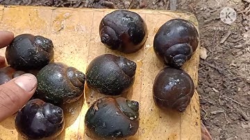 cách phân biệt 2 loại ốc bươu đen.khánh Phương Làm Vươn Tv HG.2020