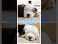 そっくりなラルムとブルーム#oes #oldenglishsheepdog