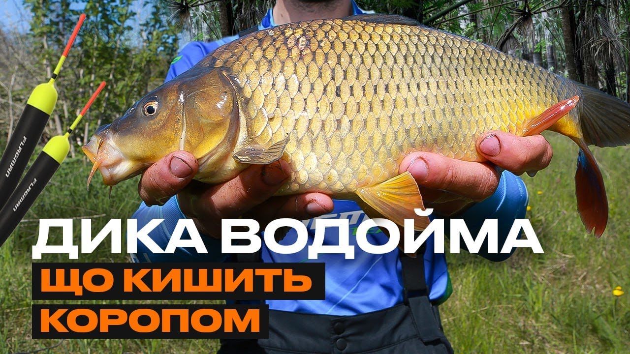 Ловля КОРОПА на ПОПЛАВЕЦЬ на ДИКІЙ ВОДОЙМІ! Розкриваємо таємниці дикого ...
