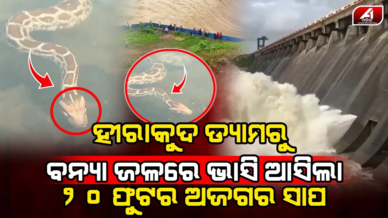 ହୀରାକୁଦ ଡ୍ୟାମରୁ ଭାସି ଆସିଲା କୋଡିଏ ଫୁଟର ଅଜଗର ସାପ | SNAKE CASE | @A1odia