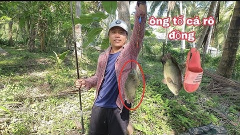 Câu cá trong đám lục bình bất ngờ thu phục được ông tổ của loài cá rô đồng ✅️
