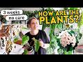I Left My Plants for 3 Weeks In a Heatwave 🥵 June Collection Walkthrough