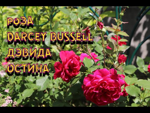 Video: Darsi Bussell: Tarjimai Holi, Ijodi, Martaba, Shaxsiy Hayot