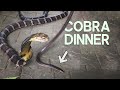 Snake vs snake  king cobra feeding with chrisweeet