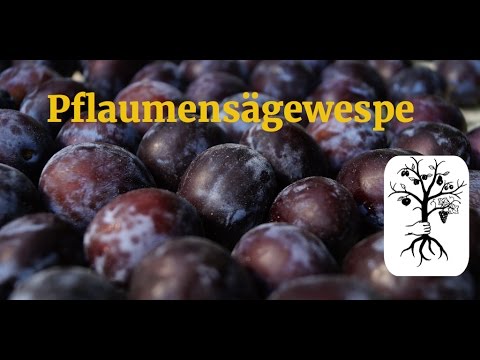 Video: Werden Pflaumen vom Baum reifen?