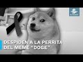 Kabosu, la perrita detrás del famoso meme &quot;Doge&quot;, fallece a los 18 años