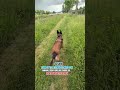 faire de tel exercices avec son animal sera quelque chose de bien pour votre chien GUN 29 malinois
