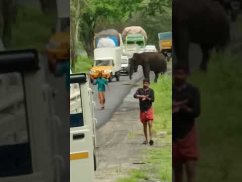 ELEPHANT CROSSING |