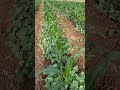 పుచ్చకాయ +మొక్కజొన్న మంచి ఆదాయం #watermelon #maize