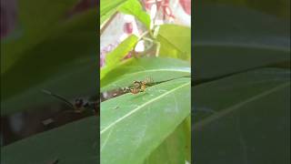 Romantic Insects ❤️🐞 #insects