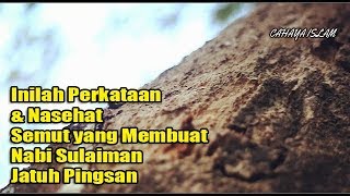 Subhanallah!!!Inilah Perkataan & Nasehat Semut yang Membuat Nabi Sulaiman Ja tuh Pin9$an