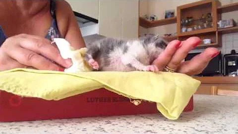 Cosa fare se il gattino neonato non fa la cacca?