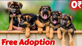 German shepherd puppies free adoption * Top quality puppies for free adoption