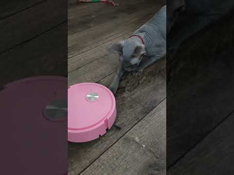 Робот или игрушка?! #pets #animals #животные #питомцы #кошка #кошки #кот #котики #cat #shortsvideo