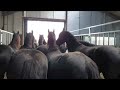 All mares in the pasture for the last time! Friesian Horses.