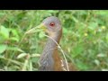 Saracura-do-mato cantando - Aramides saracura | Slaty-breasted Wood-Rail