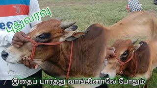 பதவரவ ஏன இநத களய தரநதடததன ??? Paayum Kaalai Kandu Kutty