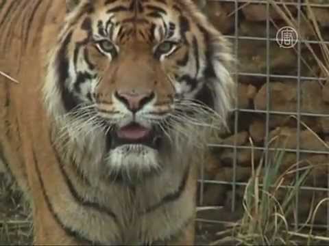 От исчезающих суматранских тигров ждут потомства