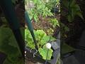 VegoGarden FoodCube Spring 2026