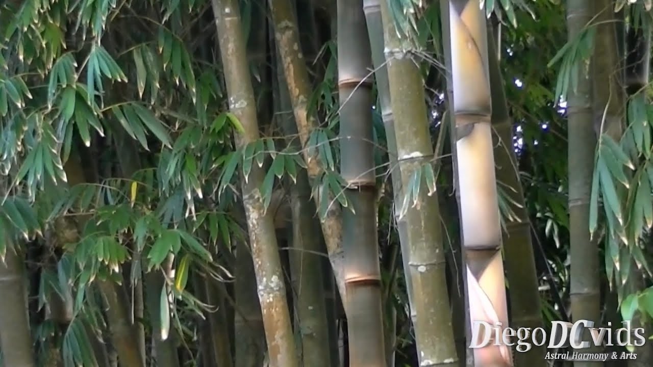 Dendrocalamus giganteus Giant Bamboo (Bambuseae) Bambugigante YouTube
