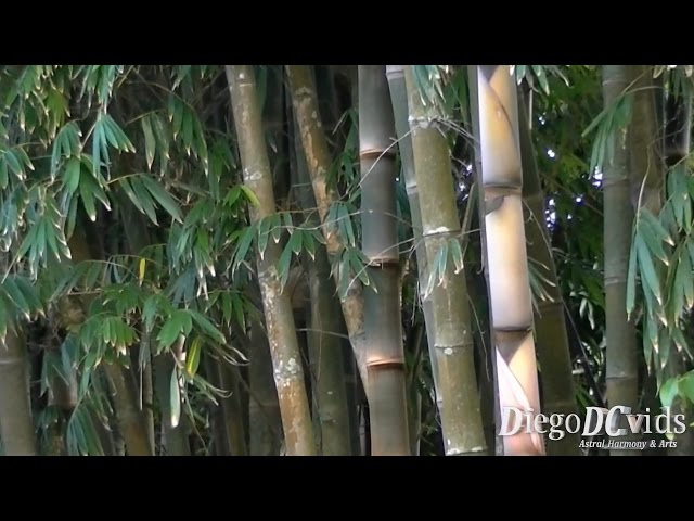 Dendrocalamus giganteus Giant Bamboo (Bambuseae) Bambu-gigante - YouTube