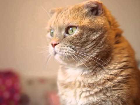 Handsome Cat   YouTube