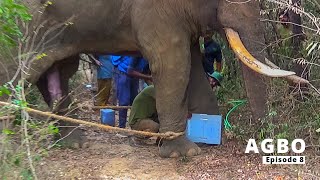 SHOCKING Discovery! 2nd X-ray Scan Reveals UNBELIEVABLE Secrets of Elephant's Leg! | Episode 08