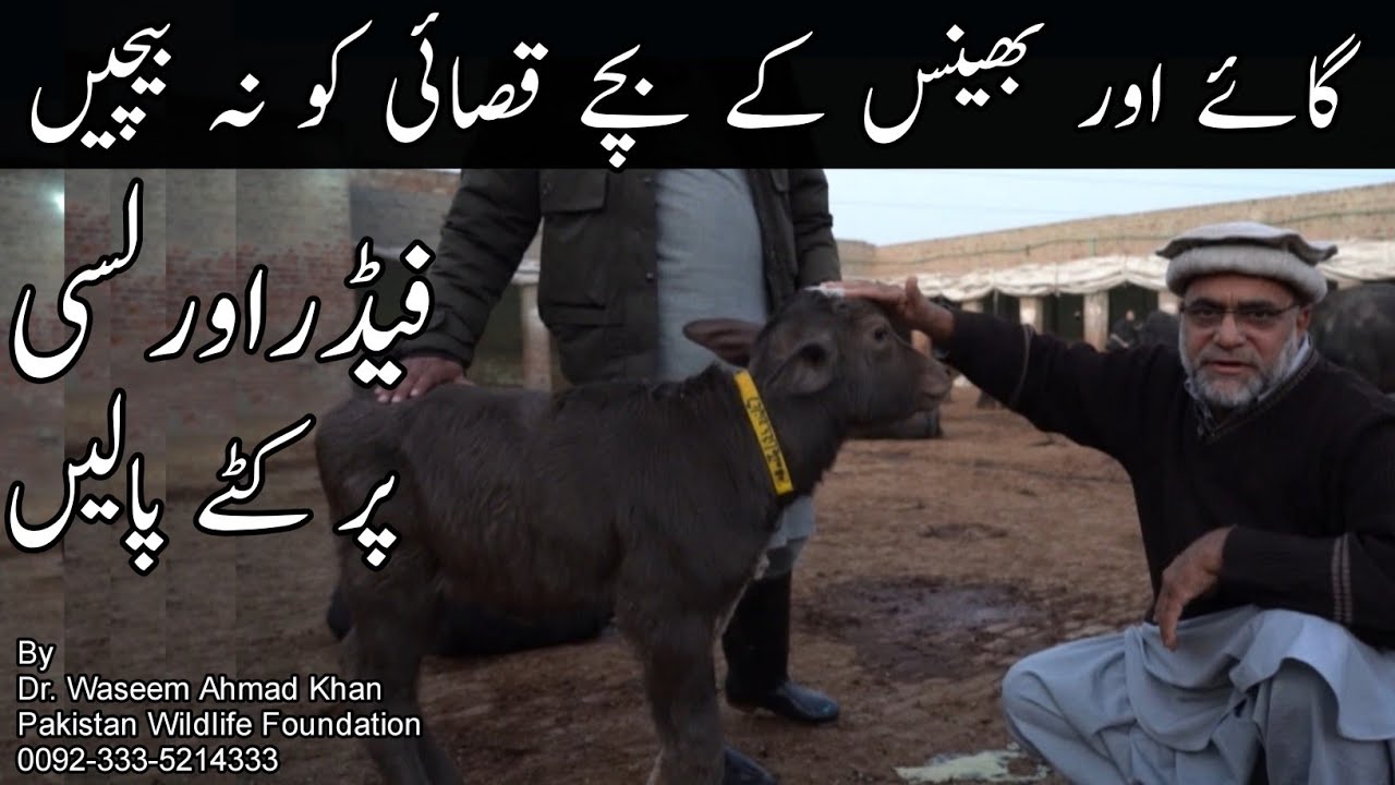 Modern Cattle Farming Techniques | How To Rear The Calves | Doodh Or Lasi Par Katay Palein 