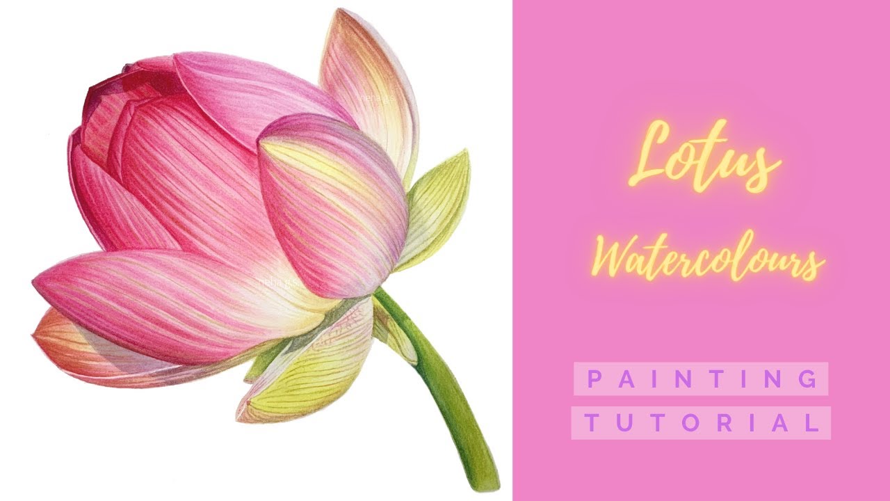 How to paint Lotus flower with Watercolors//Realistic Lotus flower ...