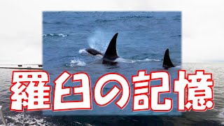 知床ネイチャークルーズ・エバーグリーン３８乗船記、流氷クルーズ＆バードウォッチング＆シャチクルーズ