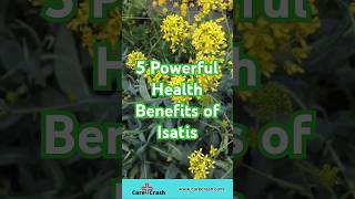 5 Powerful Benefits Of Isatis