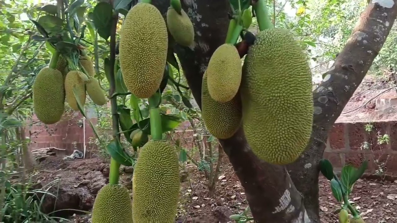 कोकण #♥️गावाकडील काजू शेवगाचा शेंग & हापूस आंबे चा भर कमी बागायतदार नुकसान 🙏♥️