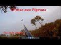Chasse aux pigeons - 2015/2016 #1