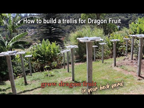 How to build a permanent trellis for dragon fruit