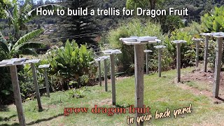How to build a permanent trellis for dragon fruit