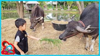 น้องบีม | เด็กเลี้ยงควาย เที่ยวนครปฐม ดูบัวคาเฟ่