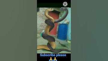 Nagraj snake 🐍🐍#reels #video #review #views #shorts