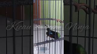 Konin Isian Sarindit Sambung Ciblek Bren Cocok Buat Masteran masteran kicaumania konin