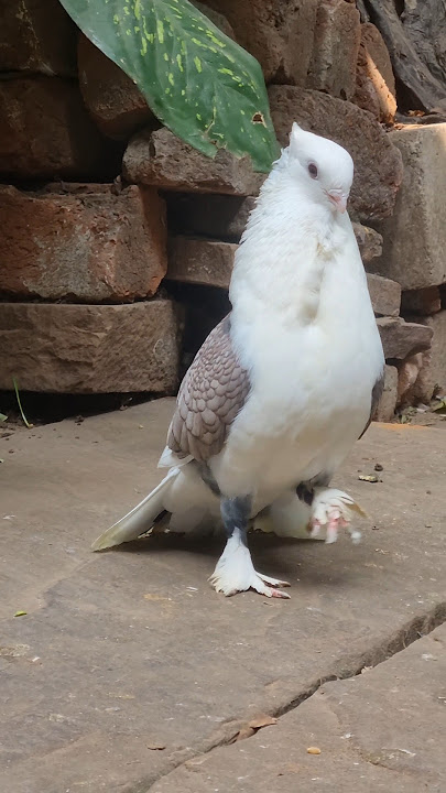 Butterfly Satinnate Kabutar 😍 Fancy Pigeons 🕊 #whatsappstatus #shorts