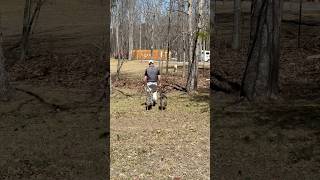 Australian Shepherds Field Train 2 - high distraction environment