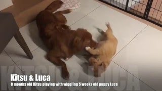 Puppy Love With Kitsu & Luca