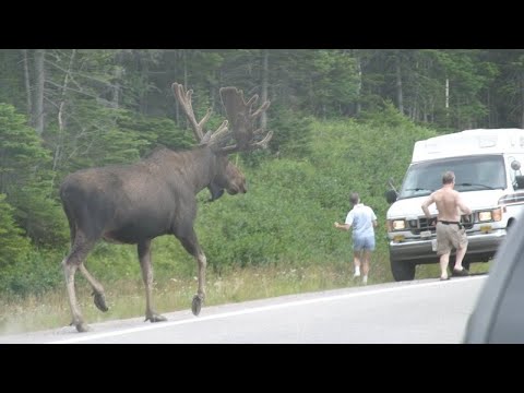 ЛОСЬ - огромный рогатый и вечно всем недовольный лесной житель!