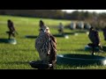 British falcon races 2020 at vowley  short highlights